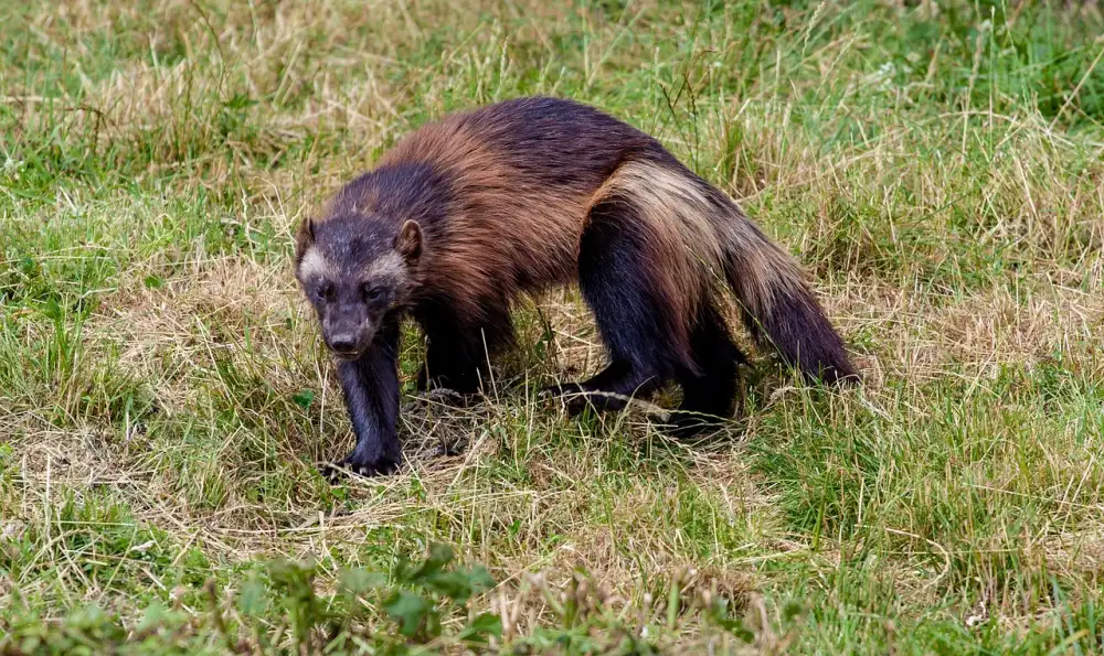 Rosomák