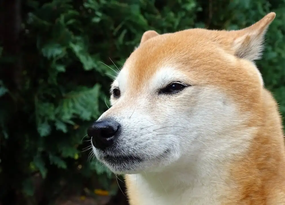 Shiba Inu Prodej